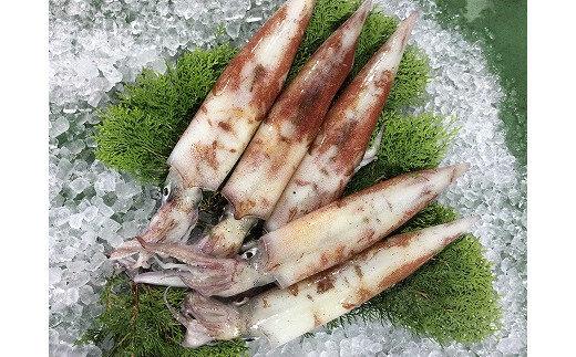 126.刺身用&nbsp;白イカ※2025年5月下旬～9月上旬頃に順次発送予定&nbsp;※着日指定不可&nbsp;｜魚&nbsp;いか&nbsp;白いか&nbsp;鳥取県産&nbsp;北栄町&nbsp;おすすめ&nbsp;人気