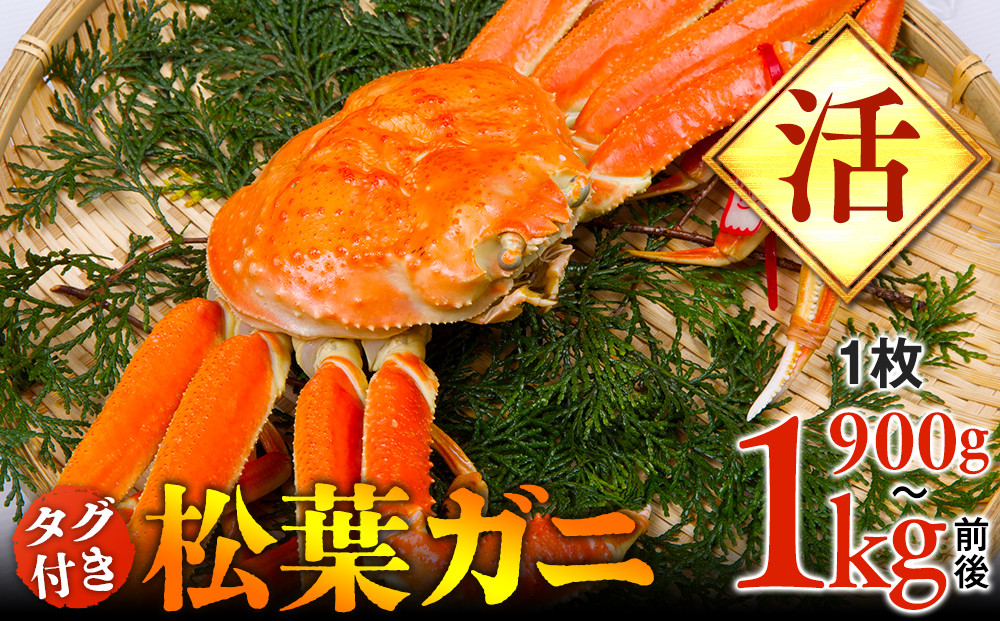 【活】タグ付き松葉ガニ　特大1枚（900g～1kg前後）【着日指定不可】※2025年11月上旬～2026年3月下旬頃に順次発送予定《かに&nbsp;カニ&nbsp;蟹》