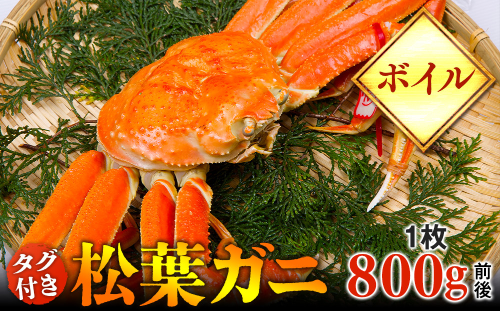 【ボイル】タグ付き　松葉ガニ　大1枚（800g前後）◇【着日指定不可】※2025年11月上旬～2026年3月下旬頃に順次発送予定《かに&nbsp;カニ&nbsp;蟹》|蟹&nbsp;かに&nbsp;松葉ガニ&nbsp;松葉蟹&nbsp;鳥取県産&nbsp;北栄町&nbsp;おすすめ&nbsp;人気