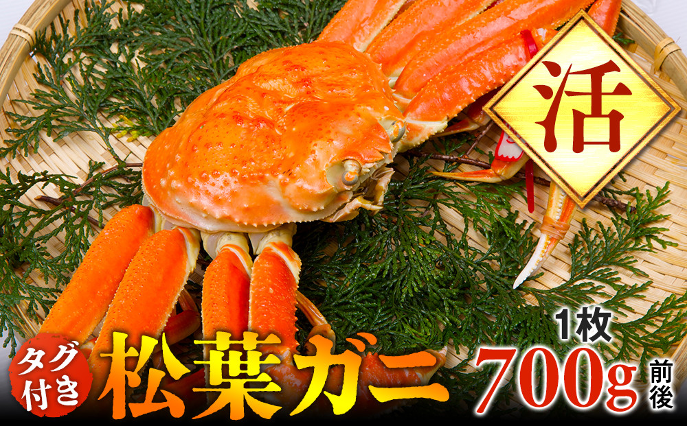 【活】タグ付き松葉ガニ　中1枚（700g前後）◇【着日指定不可】※2025年11月上旬～2026年3月下旬頃に順次発送予定《かに&nbsp;カニ&nbsp;蟹》