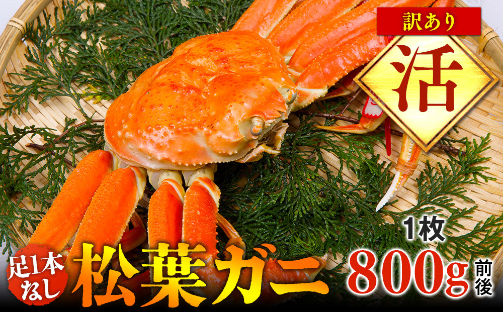 【活】足1本なし　訳あり　松葉ガニ　大1枚（800g前後）【着日指定不可】※2025年11月上旬～2026年3月下旬頃に順次発送予定《かに&nbsp;カニ&nbsp;蟹》