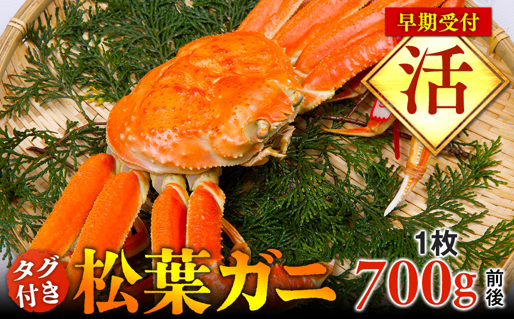 【早期受付】【活】タグ付き松葉ガニ　中1枚（700g前後）《かに&nbsp;カニ&nbsp;蟹&nbsp;ズワイガニ&nbsp;》※着日指定不可※2025年11月上旬頃から順次発送予定