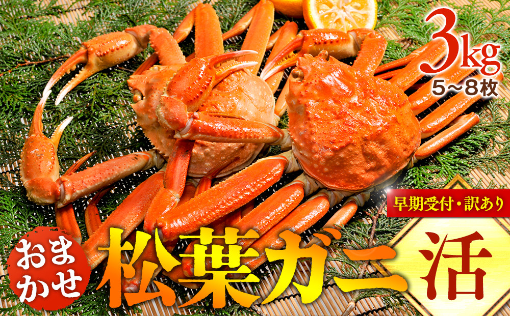 【早期受付】【活】訳あり　松葉ガニおまかせ3kg（5～8枚）《かに&nbsp;カニ&nbsp;蟹&nbsp;ズワイガニ》※着日指定不可※2025年11月上旬頃から順次発送予定