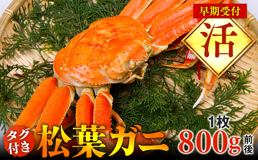 【早期受付】【活】タグ付き松葉ガニ　大1枚（800g前後）《かに&nbsp;カニ&nbsp;蟹&nbsp;ズワイガニ》※着日指定不可※2025年11月上旬頃から順次発送予定|蟹&nbsp;かに&nbsp;松葉ガニ&nbsp;松葉蟹&nbsp;鳥取県産&nbsp;北栄町&nbsp;おすすめ&nbsp;人気