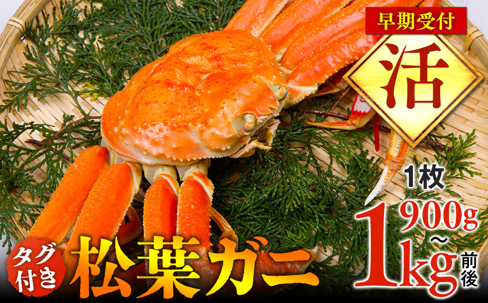 【早期受付】【活】タグ付き松葉ガニ　特大1枚（900g～1kg前後）《かに&nbsp;カニ&nbsp;蟹》※着日指定不可※2025年11月上旬頃から順次発送予定|蟹&nbsp;かに&nbsp;松葉ガニ&nbsp;松葉蟹&nbsp;鳥取県産&nbsp;北栄町&nbsp;おすすめ&nbsp;人気