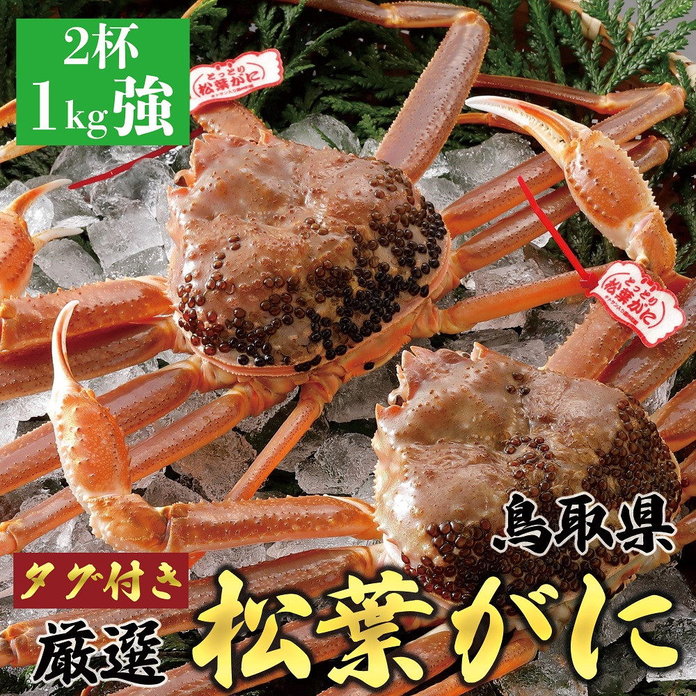 755.【活】【2025年12月～2026年1月発送】特撰 松葉がに【ブランドタグ付き】 特大2杯（1kg超×2杯）