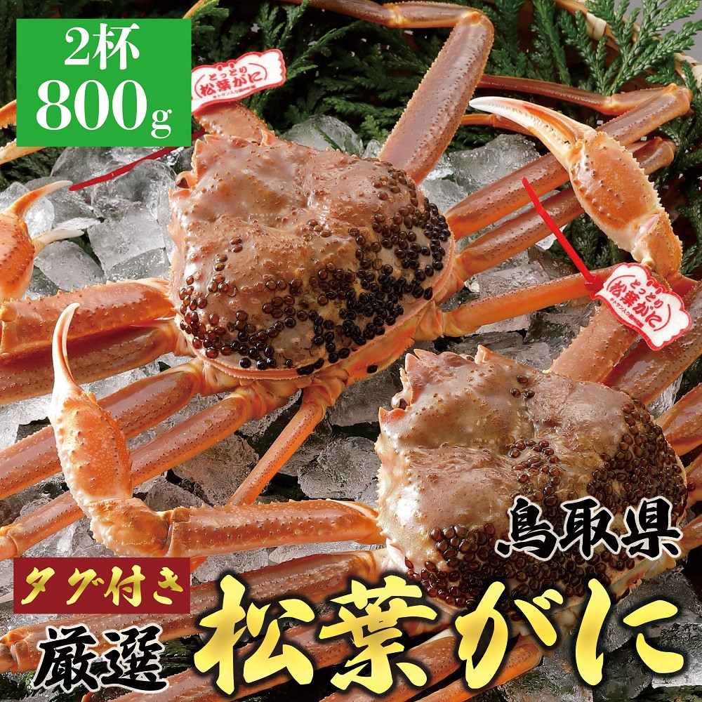 761.【活】≪2026年1月～2026年3月発送≫&nbsp;特撰&nbsp;松葉がに【ブランドタグ付き】（800g超×2杯）【ブランド&nbsp;蟹&nbsp;タグ付き&nbsp;生&nbsp;ナマ&nbsp;かに&nbsp;松葉ガニ&nbsp;松葉蟹&nbsp;訳あり&nbsp;カニ味噌&nbsp;みそ&nbsp;家庭用&nbsp;鳥取県産&nbsp;北栄町&nbsp;おすすめ&nbsp;人気】