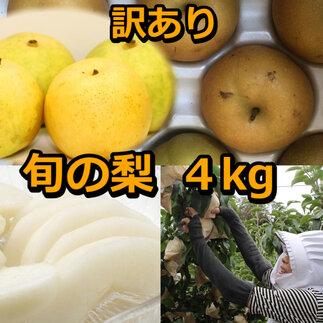 928.【訳あり】鳥取県産旬の梨セット 4kg ※2025年8月下旬頃～12月下旬頃に順次発送予定【先行予約 梨 なし 果物 フルーツ くだもの 鳥取県 北栄町 おすすめ 人気 送料無料】