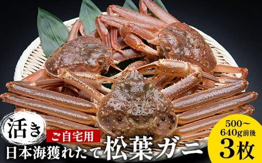 111.【先行予約】【活き】訳あり ご自宅用 日本海獲れたて 松葉ガニ　500～640g前後　3枚◇ ≪かに カニ 蟹 ズワイガニ≫　※2025年11月上旬～2026年3月上旬頃に順次発送予定