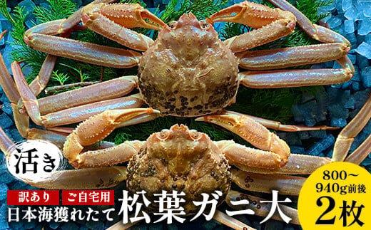 112.【先行予約】【活き】訳あり ご自宅用日本海獲れたて松葉ガニ 大　800～940g前後　2枚◇ ≪かに カニ 蟹 ズワイガニ≫　※2025年11月上旬～2026年3月上旬頃に順次発送予定