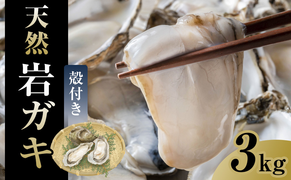 129.【先行予約】天然岩ガキ　3kg（殻付き）岩がき　牡蠣◇　※2026年6月～8月上旬頃に順次発送予定 ※北海道・沖縄・離島への配送不可