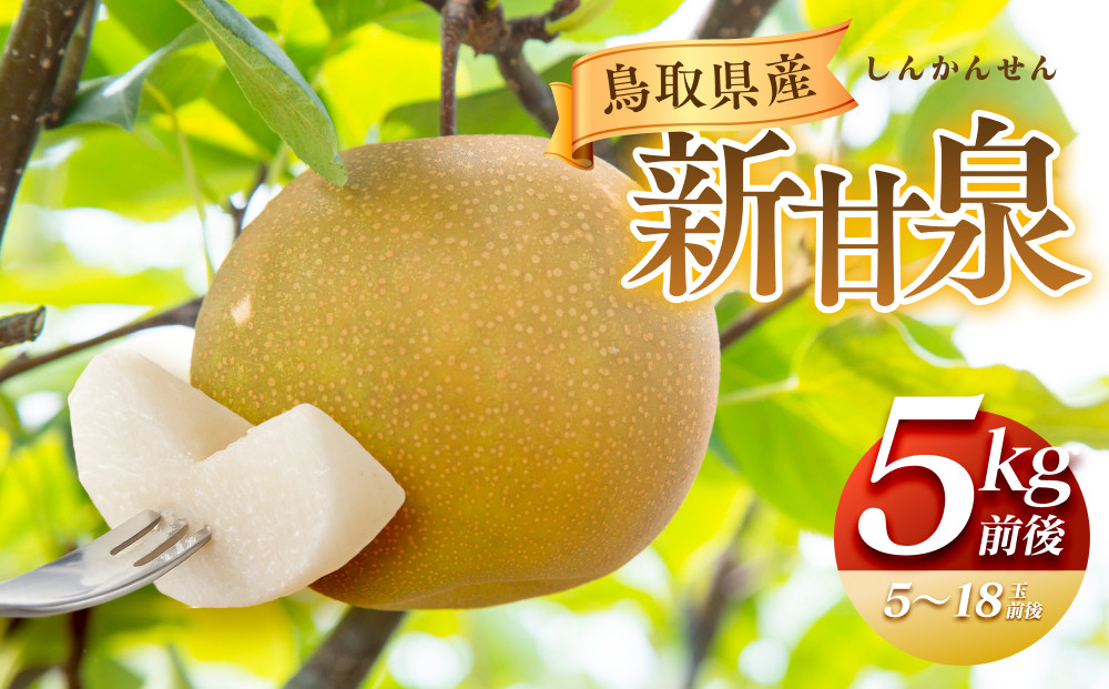 【先行予約】新甘泉&nbsp;5kg前後（5～18玉前後）※8月中旬～9月中旬頃に順次発送予定【先行予約&nbsp;梨&nbsp;なし&nbsp;果物&nbsp;フルーツ&nbsp;くだもの&nbsp;鳥取県&nbsp;北栄町&nbsp;おすすめ&nbsp;人気&nbsp;送料無料】