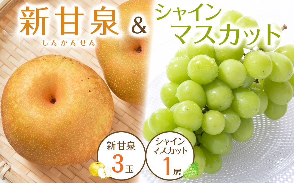 537.【先行予約】新甘泉3玉とシャインマスカット1房 ※8月下旬～9月中旬頃に順次発送予定【先行予約 シャインマスカット マスカット 葡萄 ぶどう 梨 なし 果物 フルーツ くだもの 鳥取県 北栄町 おすすめ 人気 送料無料】