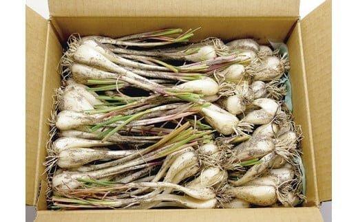 生ラッキョウ　※2025年5月下旬～7月上旬頃に順次発送予定【らっきょう&nbsp;らっきょ&nbsp;ラッキョ&nbsp;生らっきょう&nbsp;ラクダラッキョウ&nbsp;ラクダらっきょう&nbsp;玉らっきょう&nbsp;詰合せ&nbsp;ご飯&nbsp;カレー&nbsp;鳥取県産&nbsp;北栄町&nbsp;おすすめ&nbsp;人気】