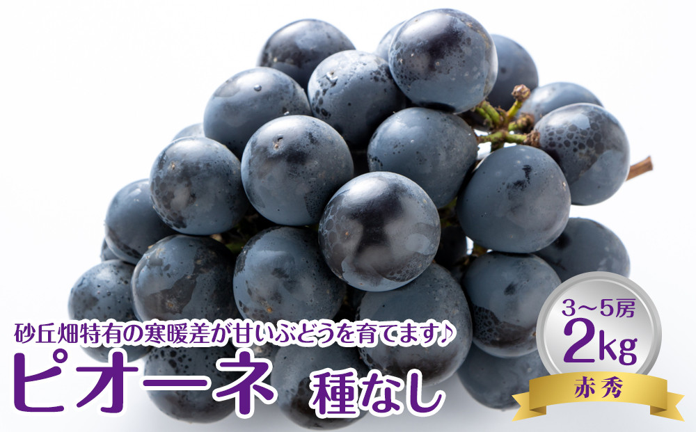 737.【先行予約】【ＪＡ】　ピオーネ（種なし）赤秀2kg箱（3～5房入）　※着日指定不可　※離島への配送不可　※2026年8月初旬頃～8月下旬頃に順次発送予定【ぶどう&nbsp;ブドウ&nbsp;葡萄&nbsp;ピオーネ&nbsp;赤秀&nbsp;フルーツ&nbsp;果物&nbsp;鳥取県&nbsp;北栄町&nbsp;おすすめ&nbsp;人気】