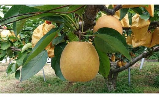 こたつで食べる冬の梨「王秋」3kg【五本松まえ柴】