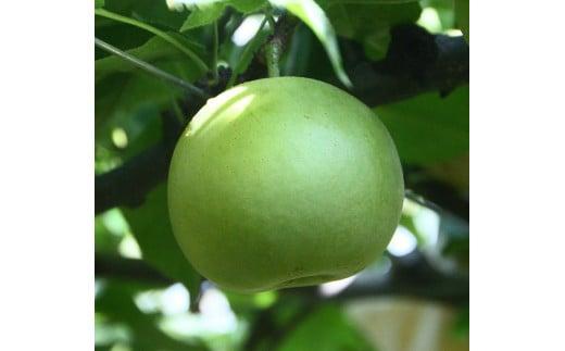 訳あり&nbsp;二十世紀梨&nbsp;小玉&nbsp;3kg【やぶやフルーツガーデン】