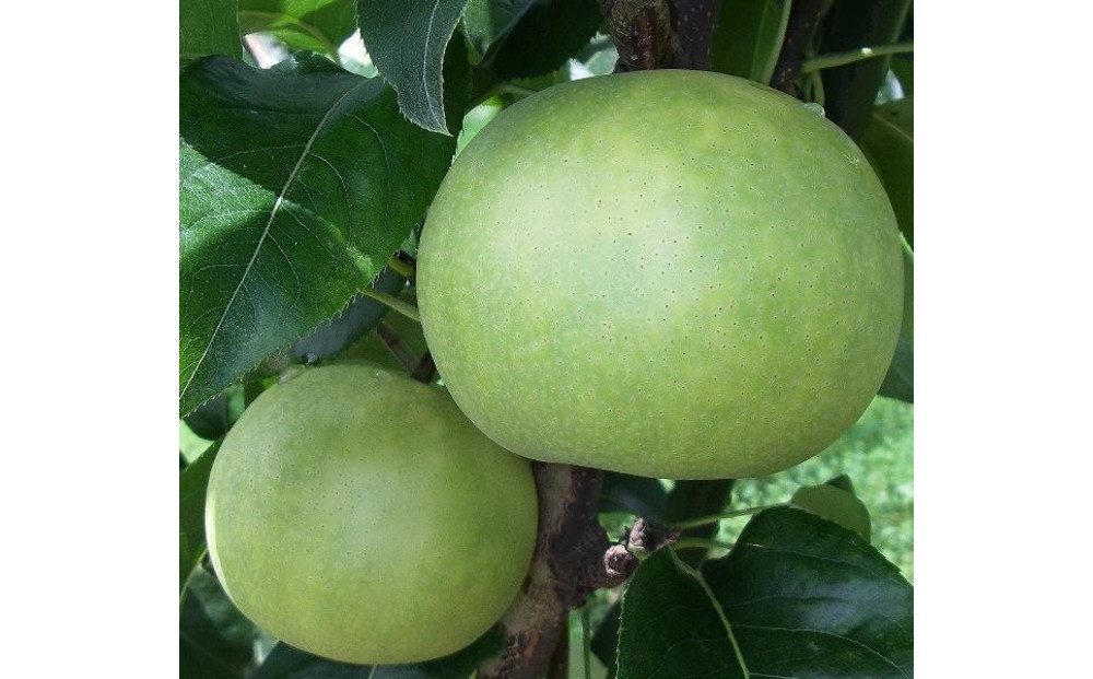 なつひめ&nbsp;3キロ【安田農園】