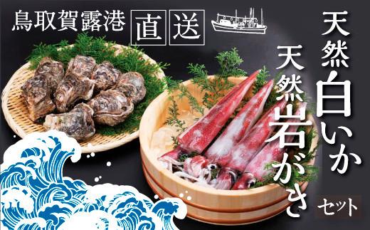 鳥取賀露港 天然白いか・天然岩がきセット【かねまさ・浜下商店】