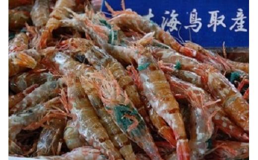 鳥取県産&nbsp;冷凍もさえび【中村商店】