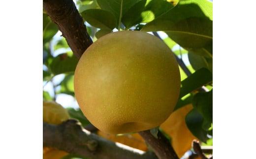 訳あり&nbsp;新甘泉&nbsp;3kg【やぶやフルーツガーデン】