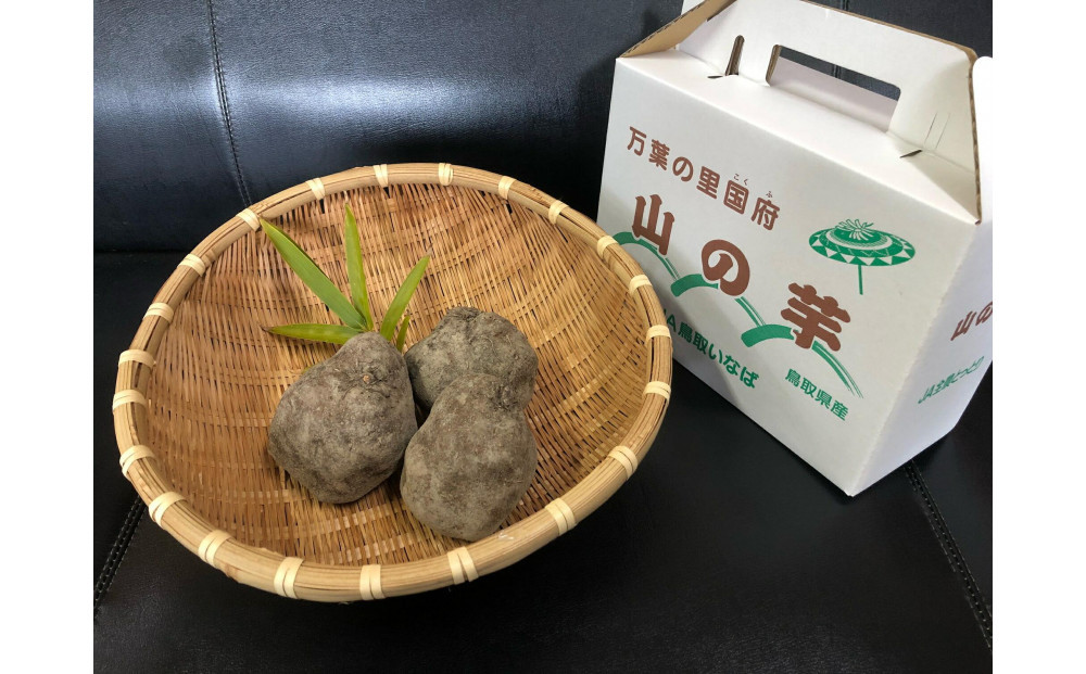 国府町産&nbsp;山の芋&nbsp;2kg