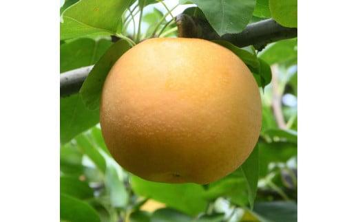 訳あり&nbsp;あきづき&nbsp;5kg【やぶやフルーツガーデン】