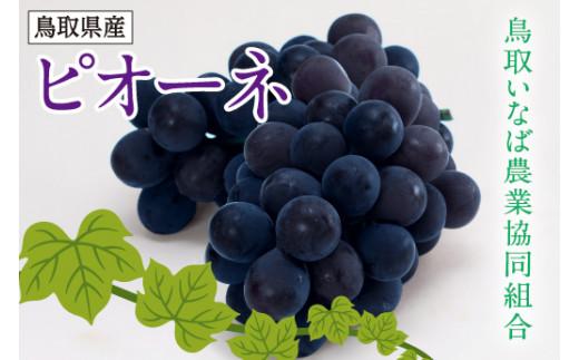 ブドウ&nbsp;ピオーネ&nbsp;2kg&nbsp;化粧箱