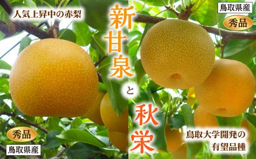 新甘泉・秋栄セット 秀品 2.5kg箱【スクスク農場】