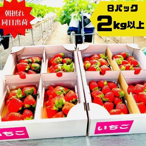 《限定4月発送》&nbsp;&nbsp;朝採り同日出荷&nbsp;いちご　御前崎産かおり野　2kg(250g×8パック)｜フルーツ&nbsp;果物&nbsp;くだもの&nbsp;果実&nbsp;おやつ&nbsp;デザート&nbsp;静岡