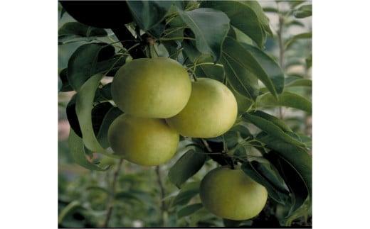 二十世紀梨&nbsp;訳あり&nbsp;3キロ（砂丘のなし屋さん）