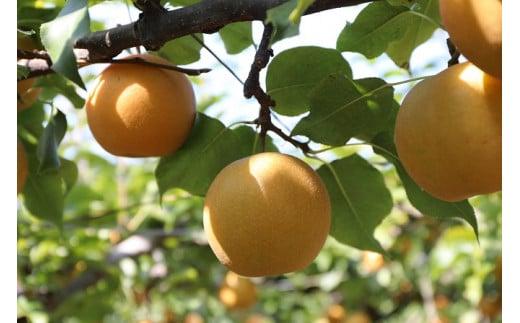 新興梨&nbsp;化粧箱&nbsp;2.5キロ（砂丘のなし屋さん）