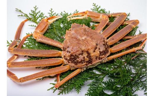 【竹】極選松葉ガニ （ボイル） 600g級 ブランドタグ付（さんチョク）