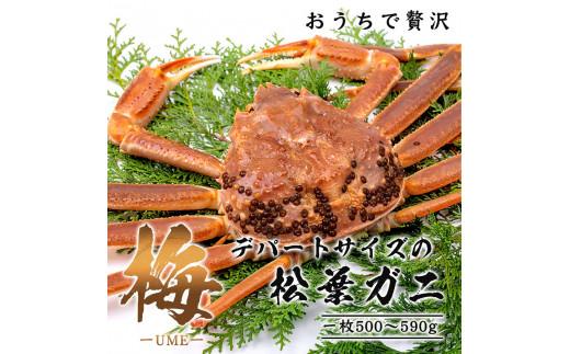 【梅】極選松葉ガニ （ボイル） 500g級 ブランドタグ付（さんチョク）