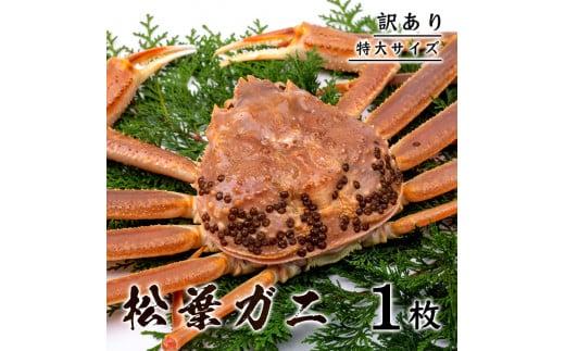 【訳あり】 松葉ガニ（ボイル）  800g級 特大サイズ（さんチョク）