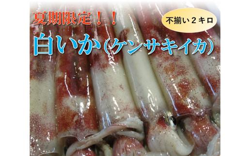 【魚倉】不揃い 白いか (ケンサキイカ) 2kgセット