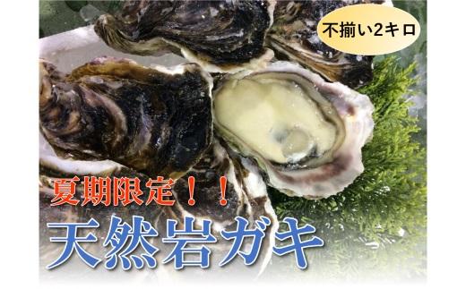【魚倉】不揃い 天然岩ガキ 2kgセット