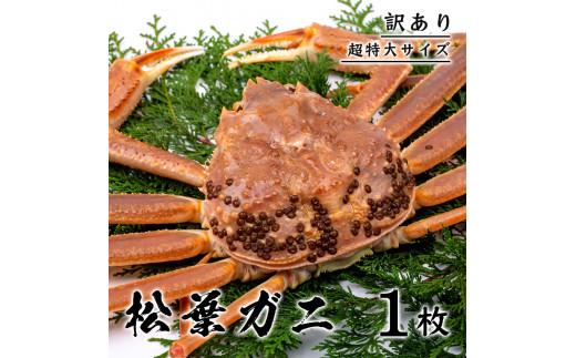 【訳あり】 松葉ガニ（ボイル） 1kg 級 超特大サイズ（さんチョク）
