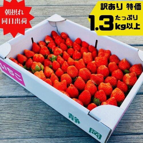 《限定4月発送》  朝採り同日出荷 イチゴ　御前崎産かおり野　訳あり徳用 1.3kg