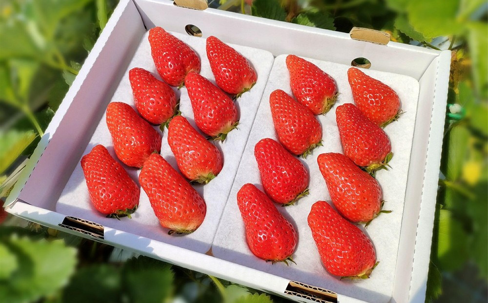 鳥取産苺「あきひめ」大粒詰め合わせ【苺工房たけうち】