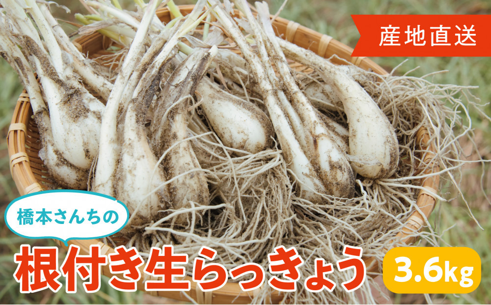 橋本さんちの根付き生らっきょう&nbsp;3.6kg