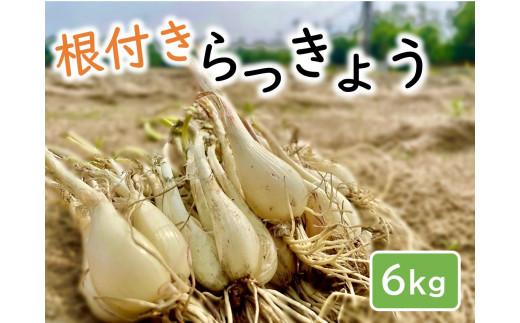 橋本さんちの根付き生らっきょう 6kg