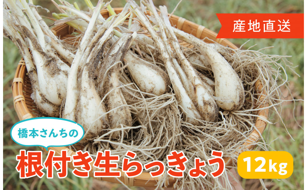 橋本さんちの根付き生らっきょう&nbsp;12kg