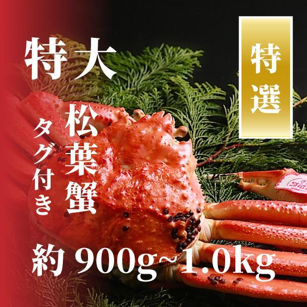 【特選】松葉ガニ 特大サイズ 約900g～1kg タグ付(茹で)