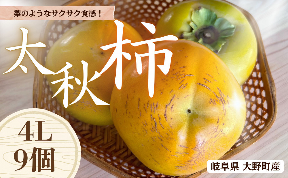 【先行予約】梨のような食感！&nbsp;Farm&nbsp;m&aの太秋柿&nbsp;4L×9個&nbsp;秀品&nbsp;岐阜県&nbsp;大野町（2025年10月中旬～発送）農家直送&nbsp;果物&nbsp;フルーツ&nbsp;秋の味覚&nbsp;柿&nbsp;かき&nbsp;太秋&nbsp;たいしゅう