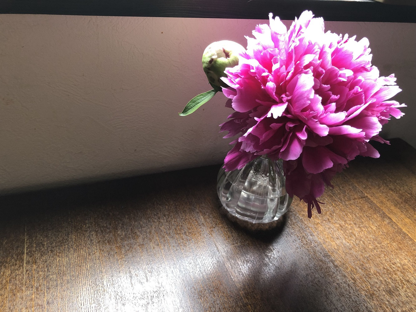 【白ピンク】朝摘みシャクヤク　10本【テーブル彩る】【2026年5月中旬より発送予定】