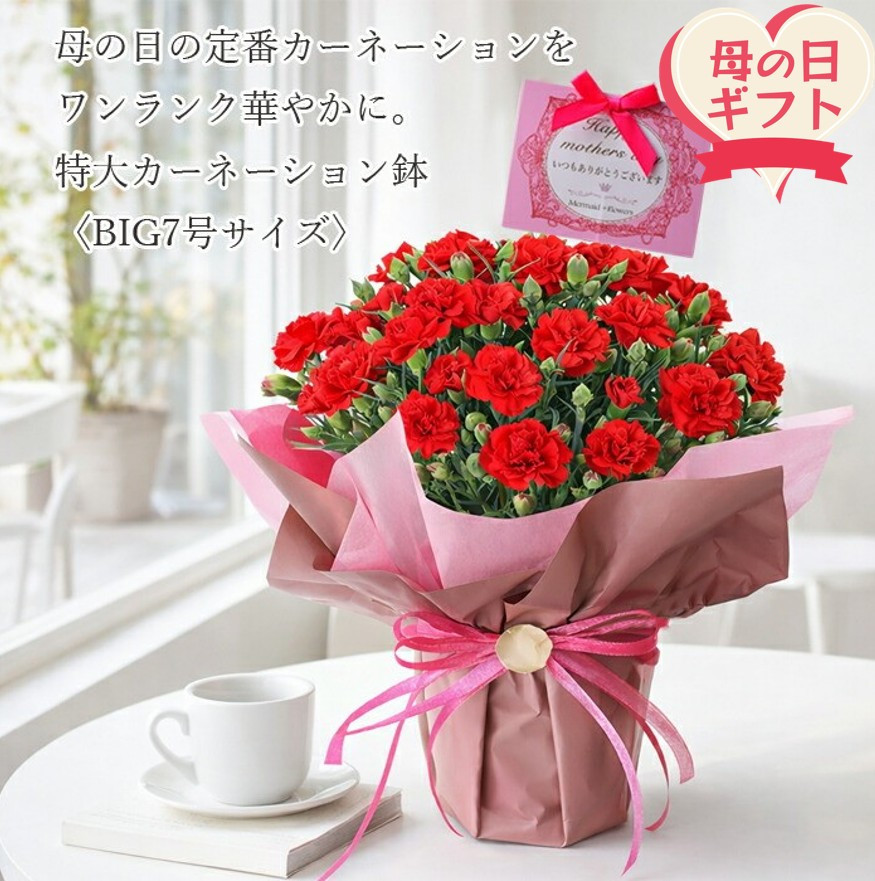 【母の日ギフト】鉢もの「カーネション7号レッド」」＜お届け日：2026年5/4～5/10&nbsp;当店おまかせ&nbsp;＞母の日カード付き【&nbsp;母の日&nbsp;ギフト&nbsp;アレンジ&nbsp;花&nbsp;カーネーション&nbsp;贈り物&nbsp;大阪府&nbsp;門真市&nbsp;】