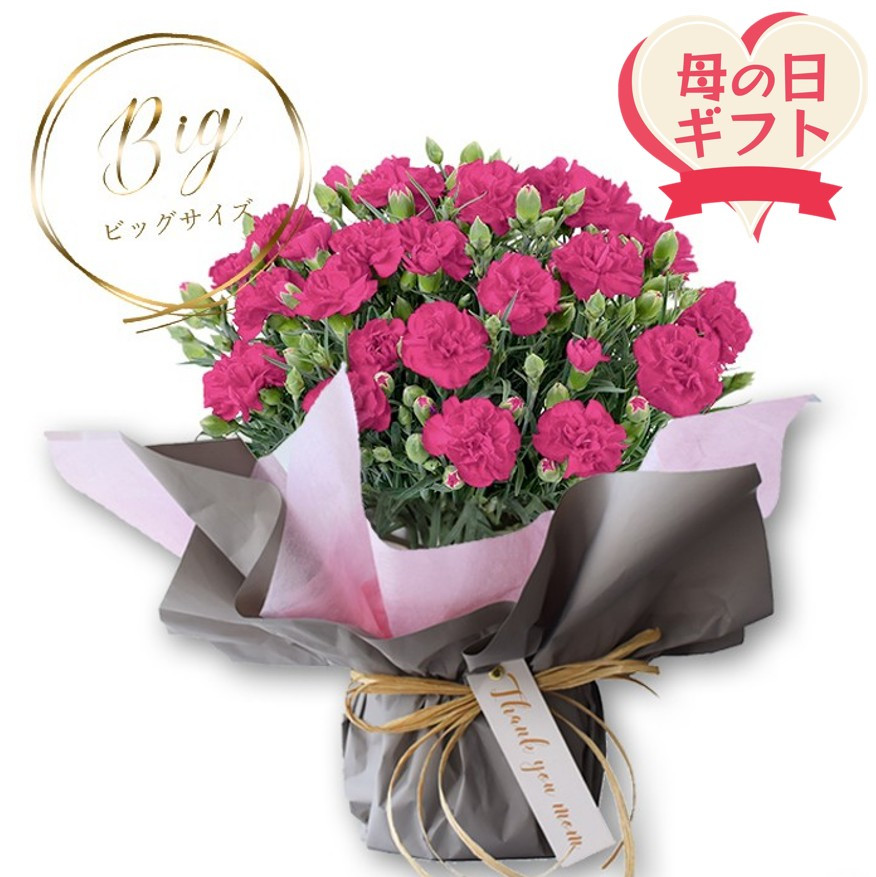 【母の日ギフト】鉢もの「カーネション7号ピンク」＜お届け日：2026年5/4～5/10&nbsp;当店おまかせ&nbsp;＞母の日カード付き【&nbsp;母の日&nbsp;ギフト&nbsp;アレンジ&nbsp;花&nbsp;カーネーション&nbsp;贈り物&nbsp;大阪府&nbsp;門真市&nbsp;】
