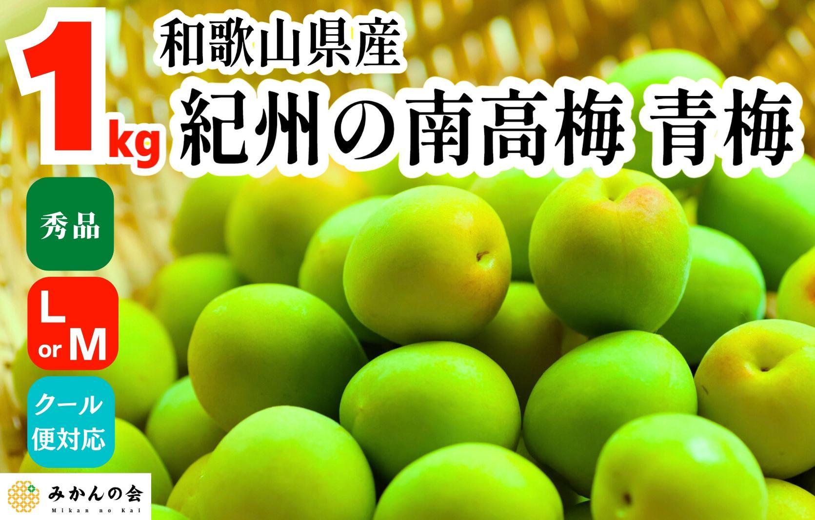 [2025年6月上旬出荷]&nbsp;青梅&nbsp;南高梅&nbsp;約1kg&nbsp;秀品&nbsp;LまたはMサイズ&nbsp;和歌山県産&nbsp;A品&nbsp;梅酒作り用&nbsp;梅ジュース作り用