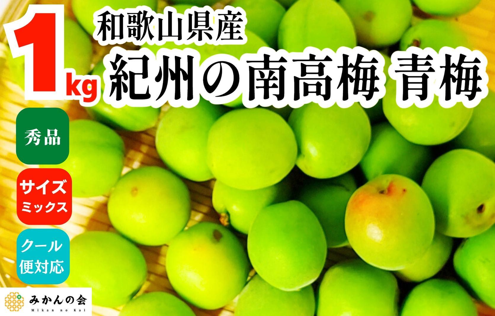 [2025年6月上旬出荷] 青梅 南高梅 約1kg 秀品 サイズミックス  和歌山県産 A品 梅酒作り用 梅ジュース作り用